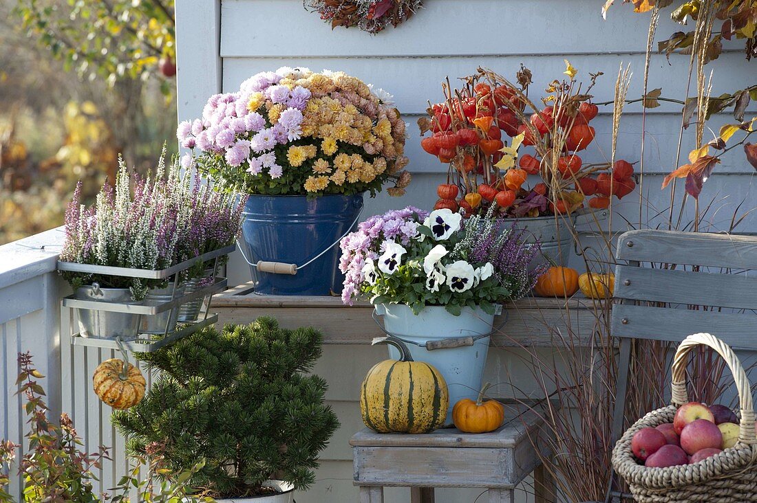 Autumn balcony with triple chrysanthemum, Calluna