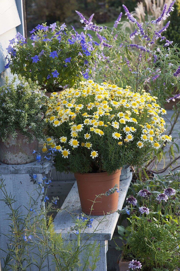 Argyranthemum 'Sole Mio' (Margerite), Browallia speciosa (Veilchenbusch)