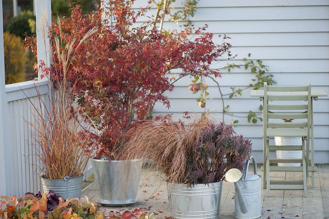 Acer palmatum (Japanese fan maple), Miscanthus (Chinese reed)