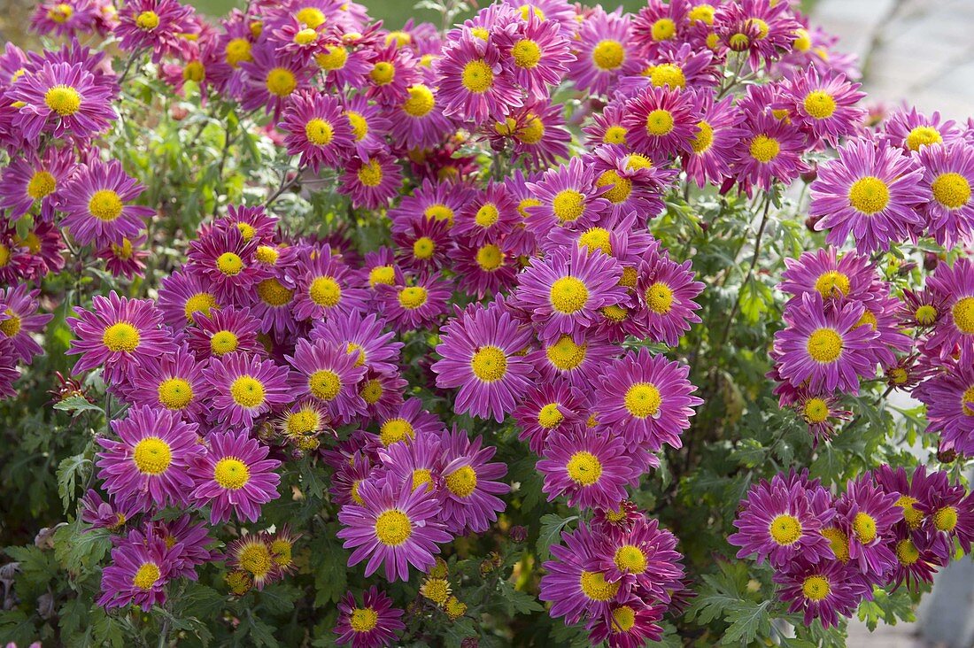 Chrysanthemum Koreanum 'Corinna' (Herbstchrysantheme)