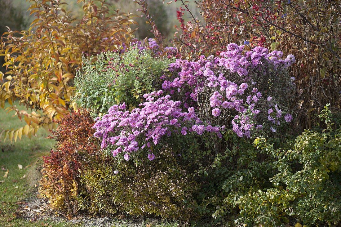 Chrysanthemum indicum 'Schweizerland' (Autumn Chrysanthemum)