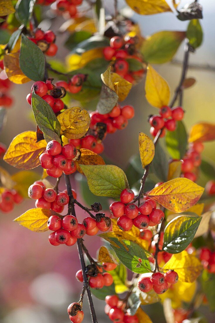 Cotoneaster dielsianus (Graue Strauchmispel) mit roten Beeren