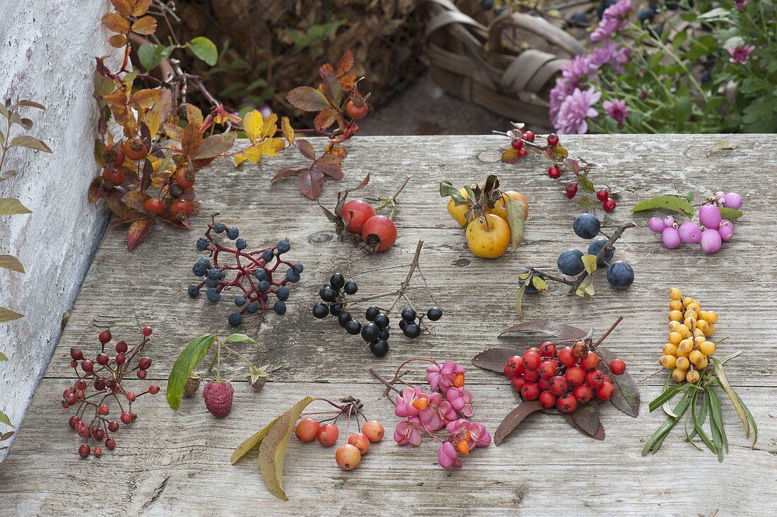 Berry tableau with different pinks (rosehips), raspberry