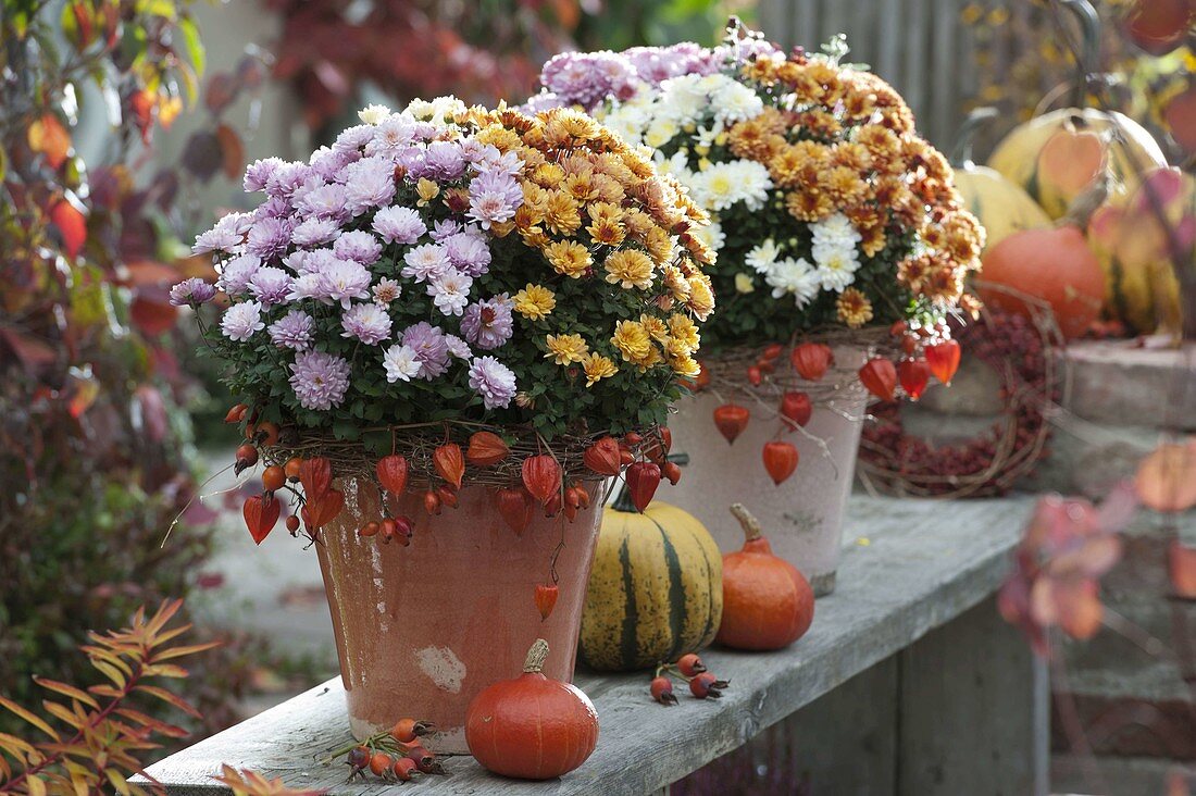 Three different Chrysanthemum (autumn chrysanthemum)