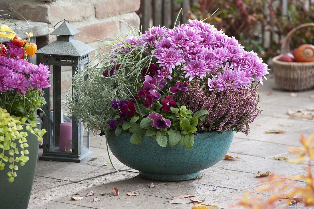 Chrysanthemum (Herbstchrysanthemen), Calluna (Besenheide), Viola