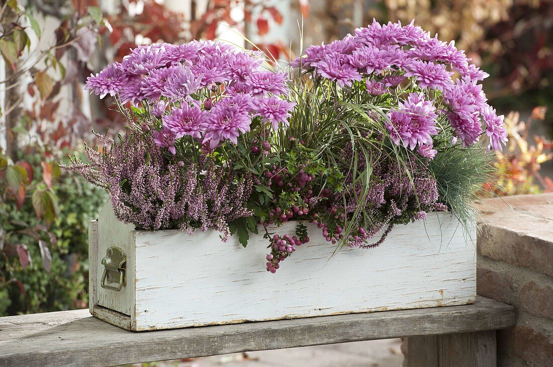 Chrysanthemum (Herbstchrysanthemen), Calluna 'Pink Alicia'