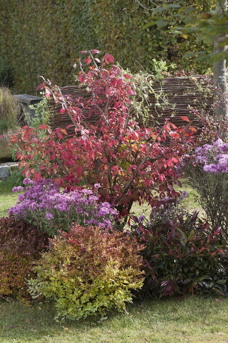 Euonymus alatus (Korkleisten-Spindelstrauch), Chrysanthemum