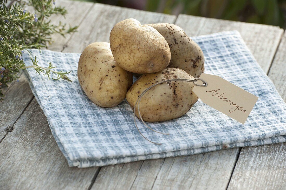 Kartoffel-Sorte 'Ackersegen' (Solanum tuberosum) mit Etikett