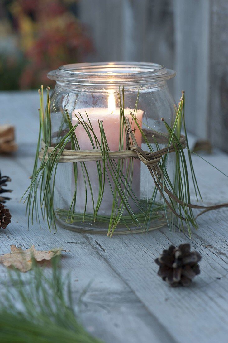 A canning jar as a lantern with needles of Pinus (silk pine)