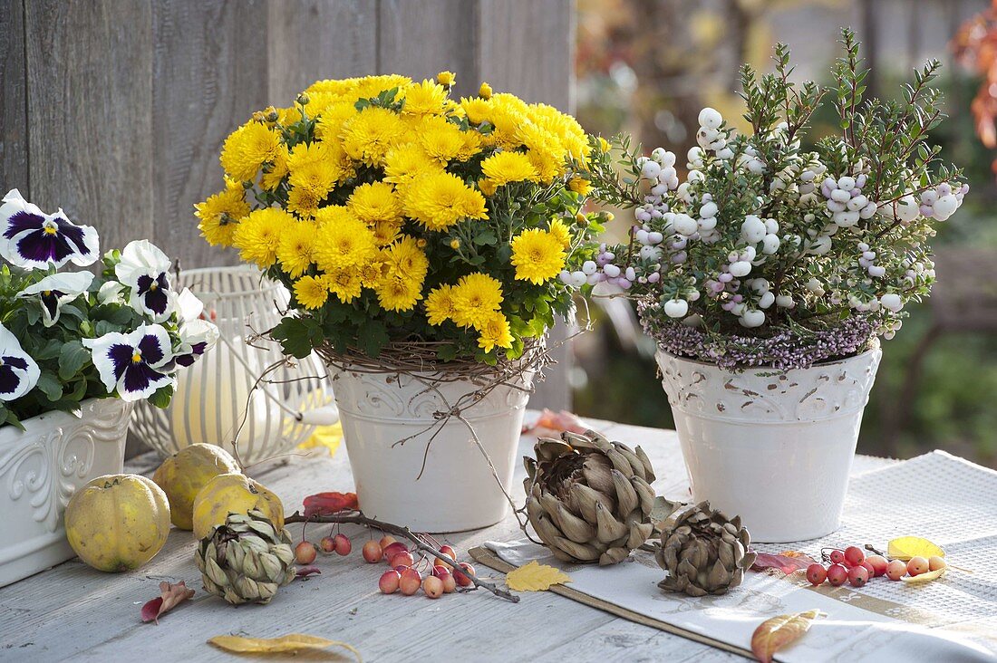 Autumn arrangement with Chrysanthemum (autumn chrysanthemum), Pernettya