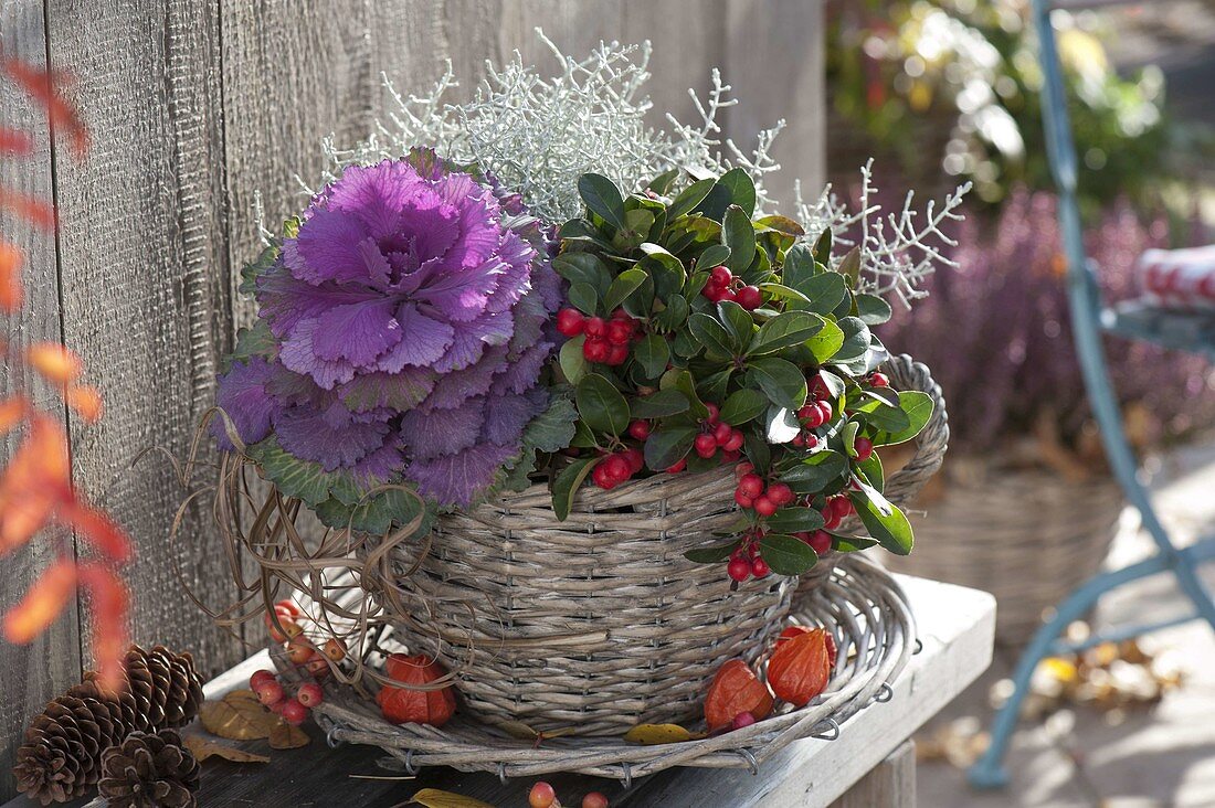 Basket cup planted in autumn with Gaultheria procumbens