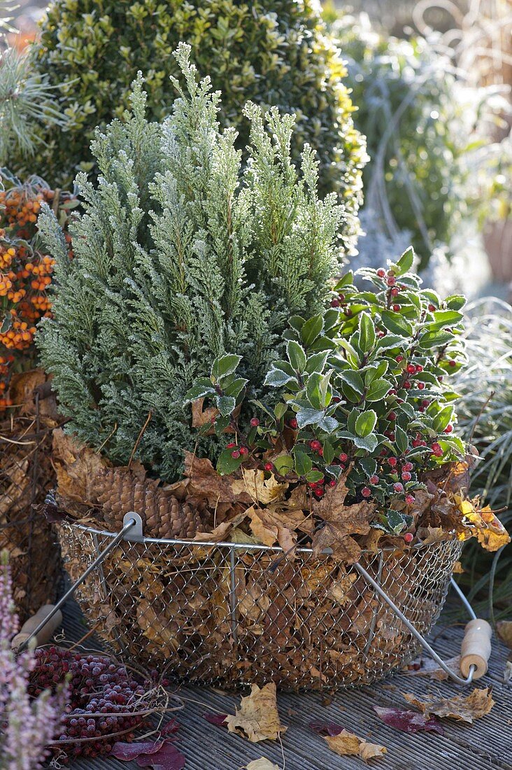 Chamaecyparis 'Ellwoodii' (cone cypress) and Ilex (holly)