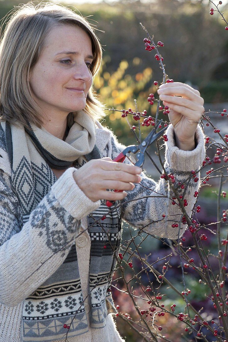 Woman pruning branches of Cotoneaster (dwarf medlar) with red berries