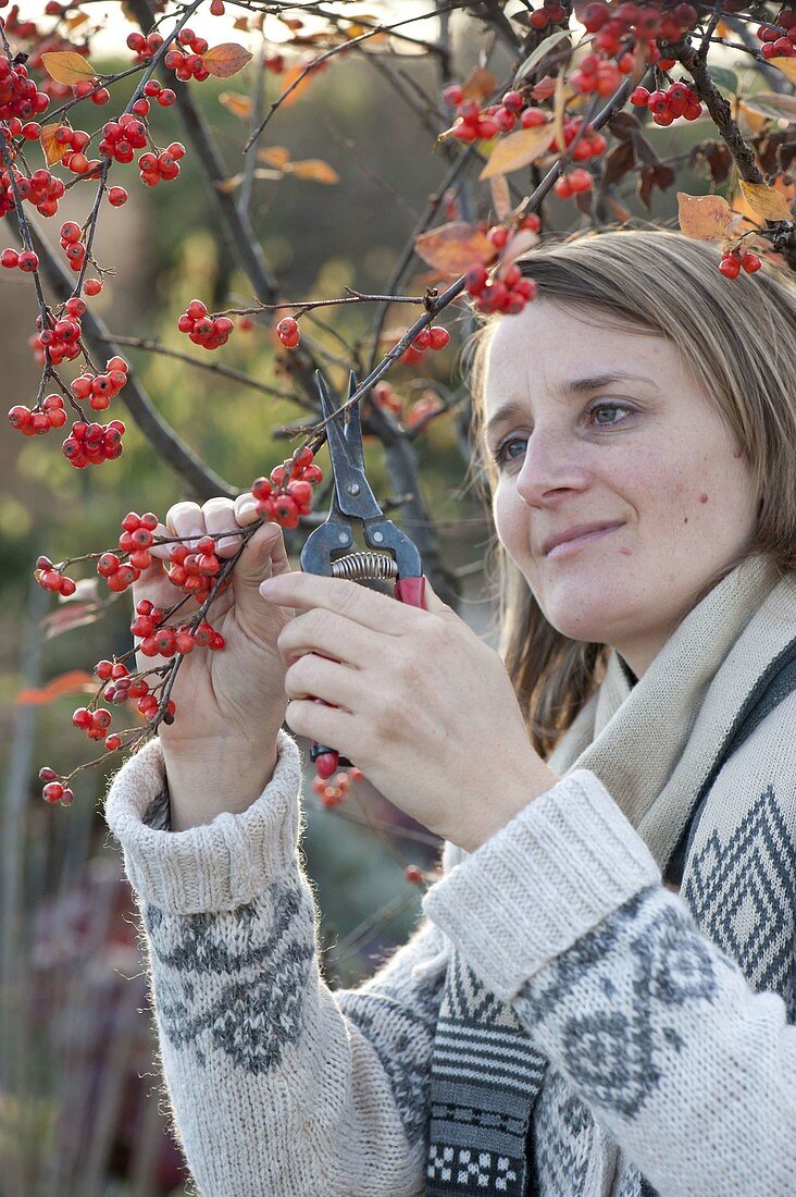 Frau schneidet Zweige von Cotoneaster (Zwergmispel) mit roten Beeren