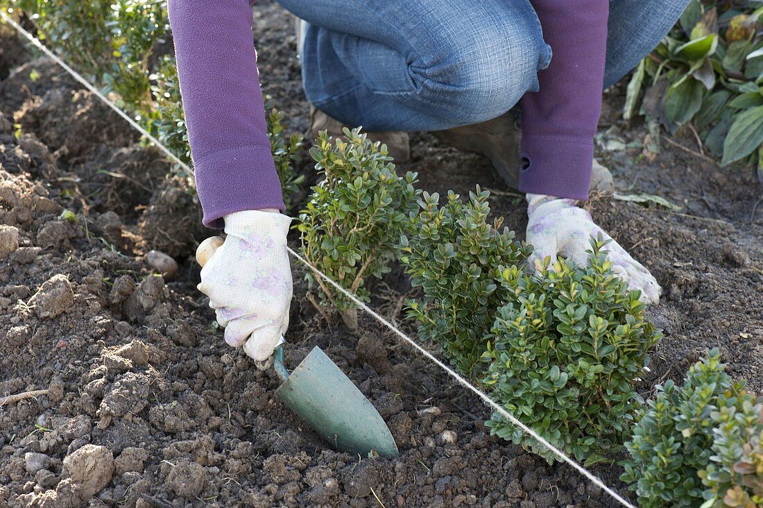 Buchs - Hecke pflanzen 3/5