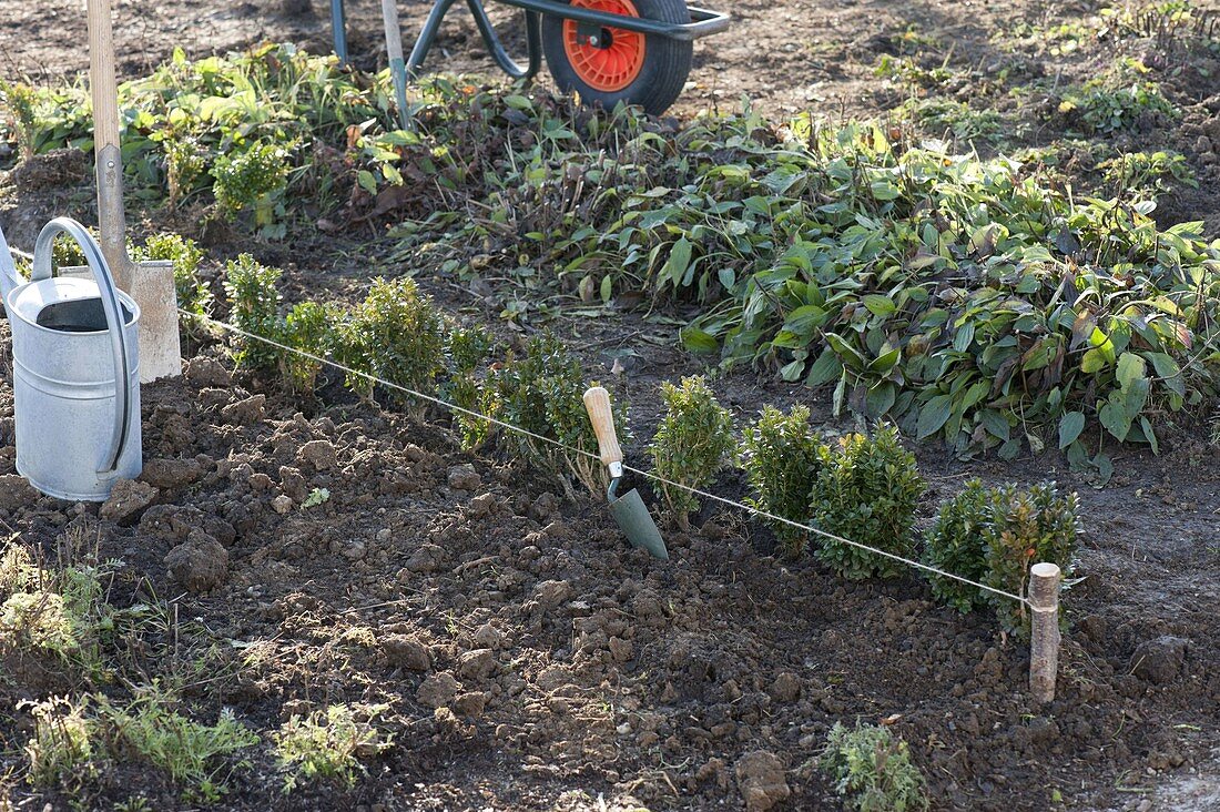 Planting a box hedge 3/5