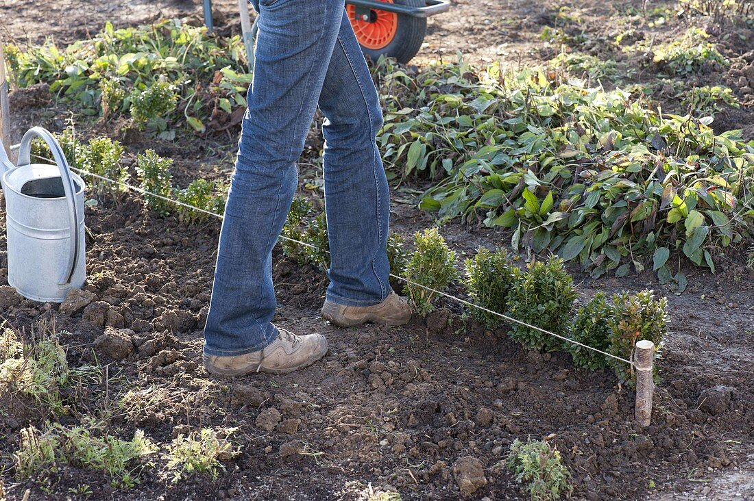 Buchs-Hecke pflanzen 4/5