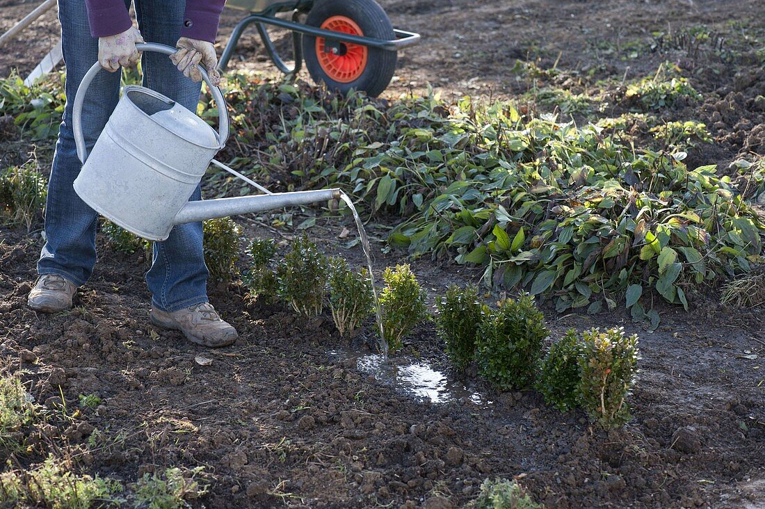 Box - planting a hedge (5/5)