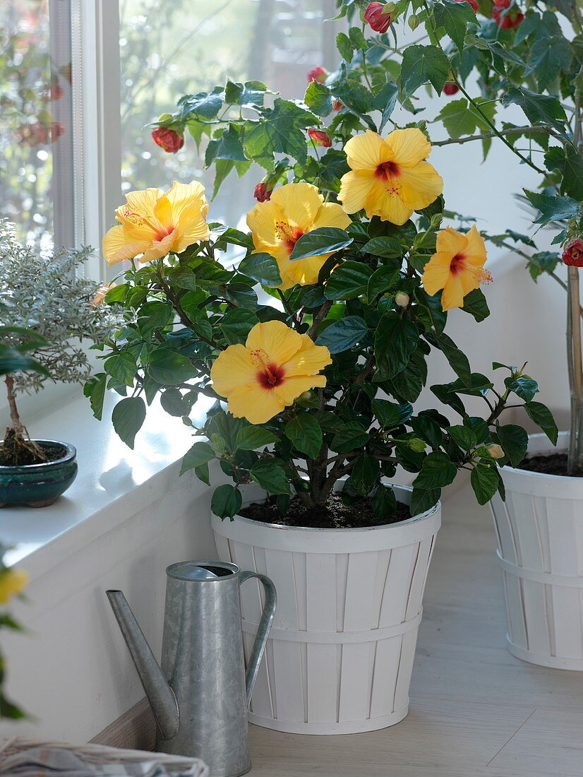 Hibiscus rosa sinensis 'Hula Girl' (Hibiscus)