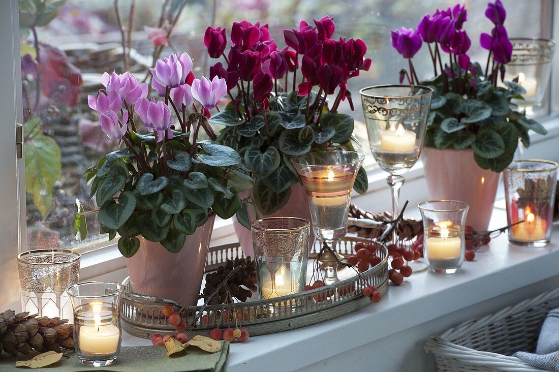 Cyclamen (cyclamen) on windowsill, decorated with malus