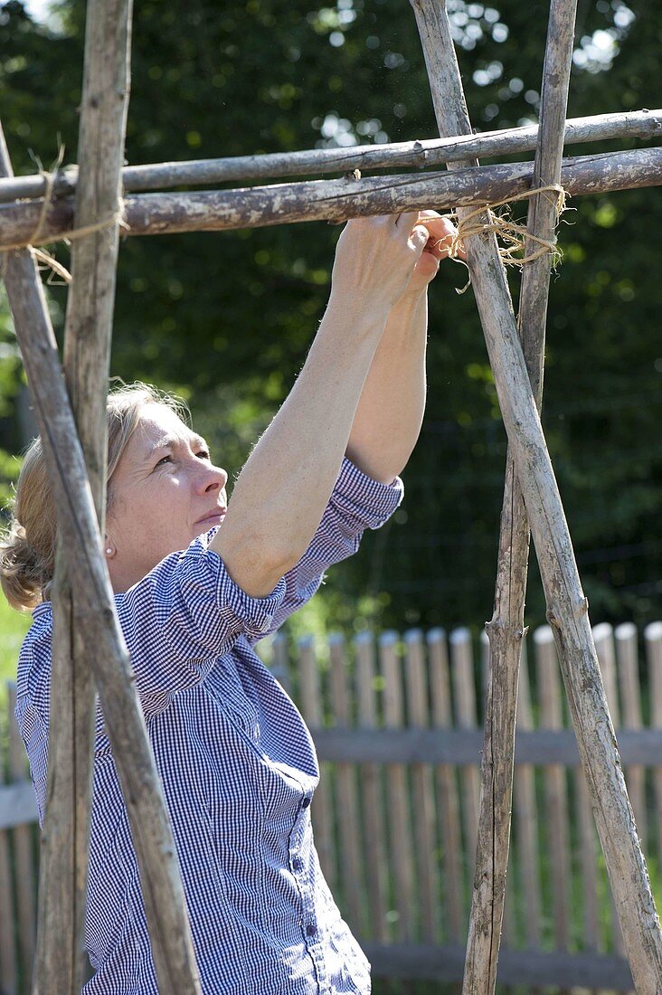 Woman binding beanpoles together