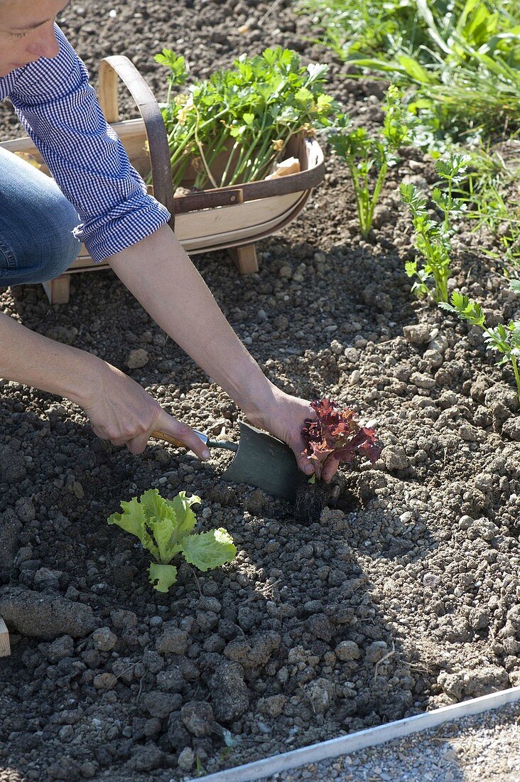 Woman planting salad (Lactuca) in the vegetable bed, basket with celery