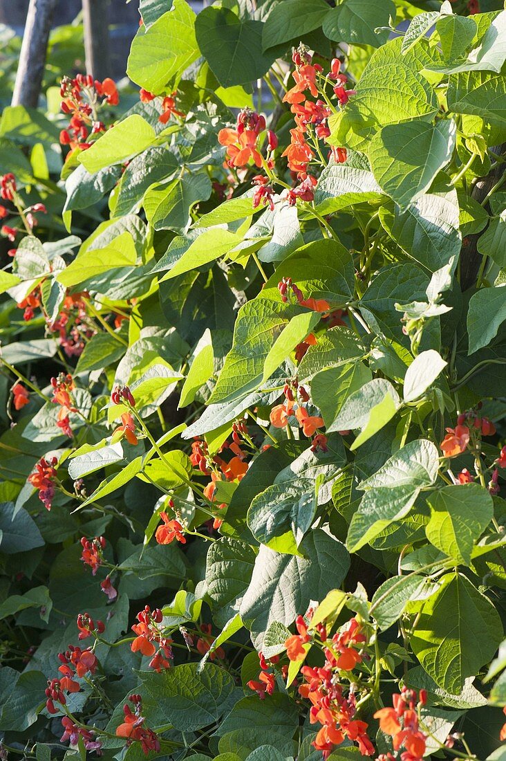 Flowering Fire Beans (Phaseolus)