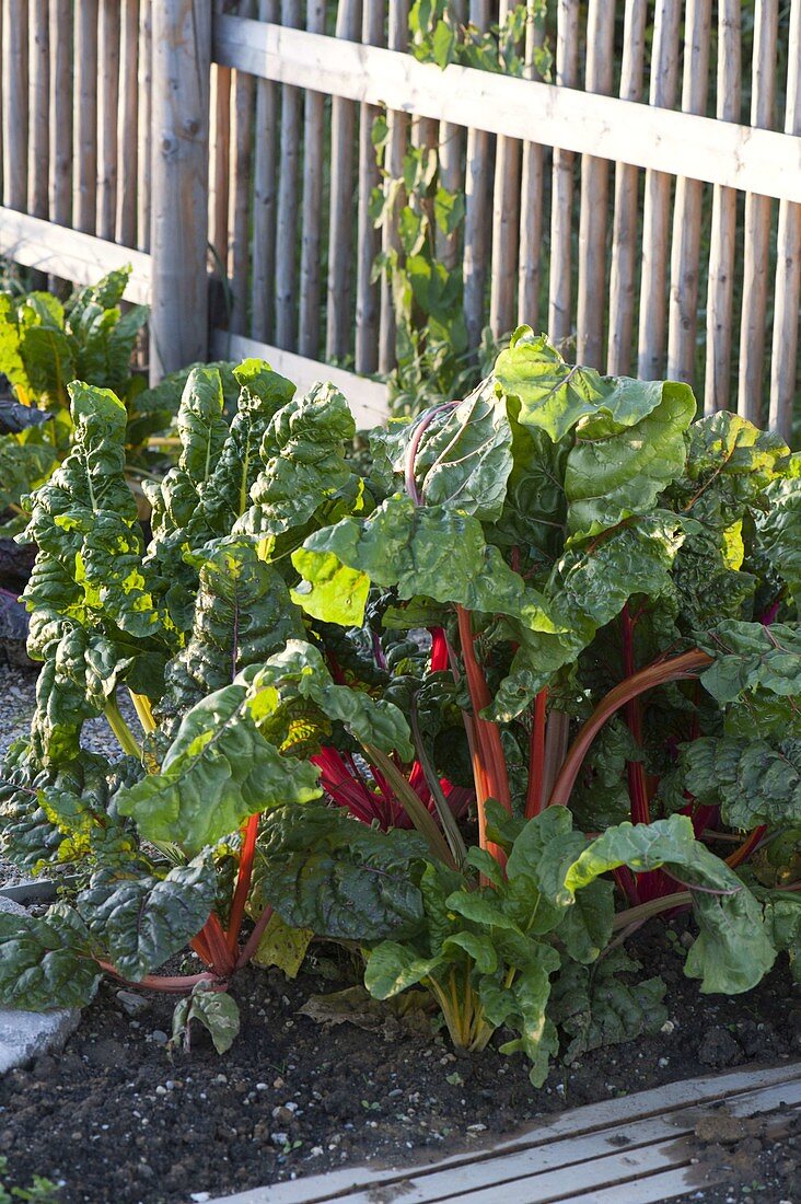 Chard 'Bright Lights' (Beta vulgaris)