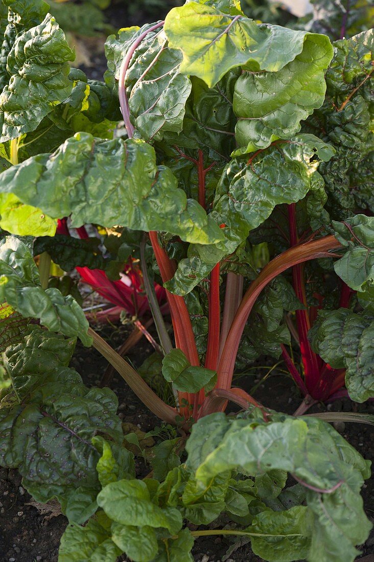 Mangold 'Bright Lights' (Beta vulgaris)