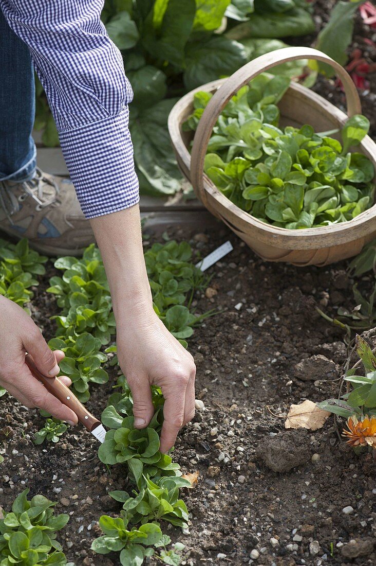 Woman harvesting corn salad (Valerianella locusta)