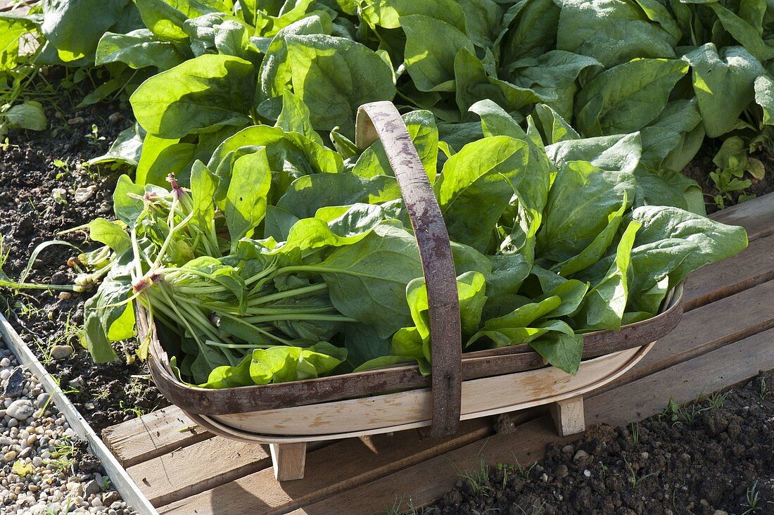 Basket with freshly harvested spinach 'Madator' (Spinacia oleracea)