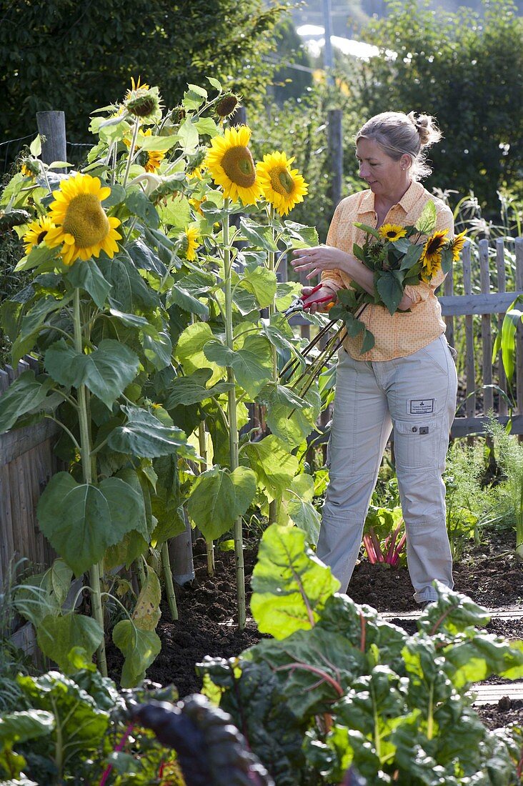 Woman cutting Helianthus (sunflowers)