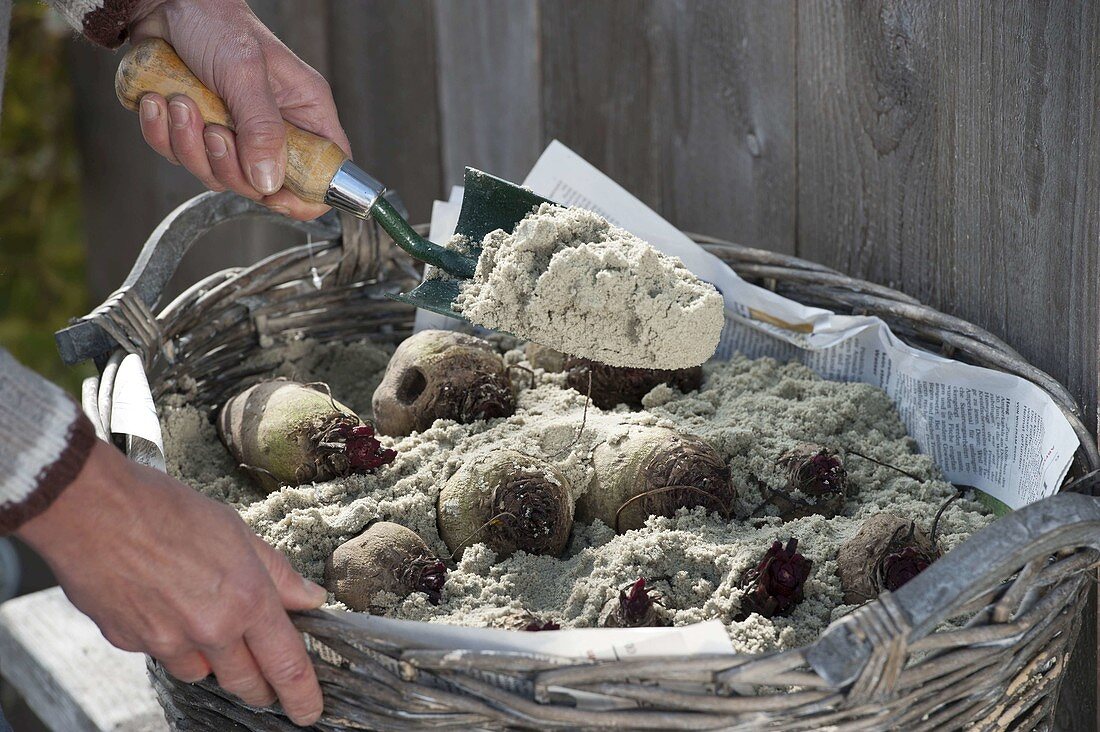 Put beetroot (Beta vulgaris) in sand for the winter