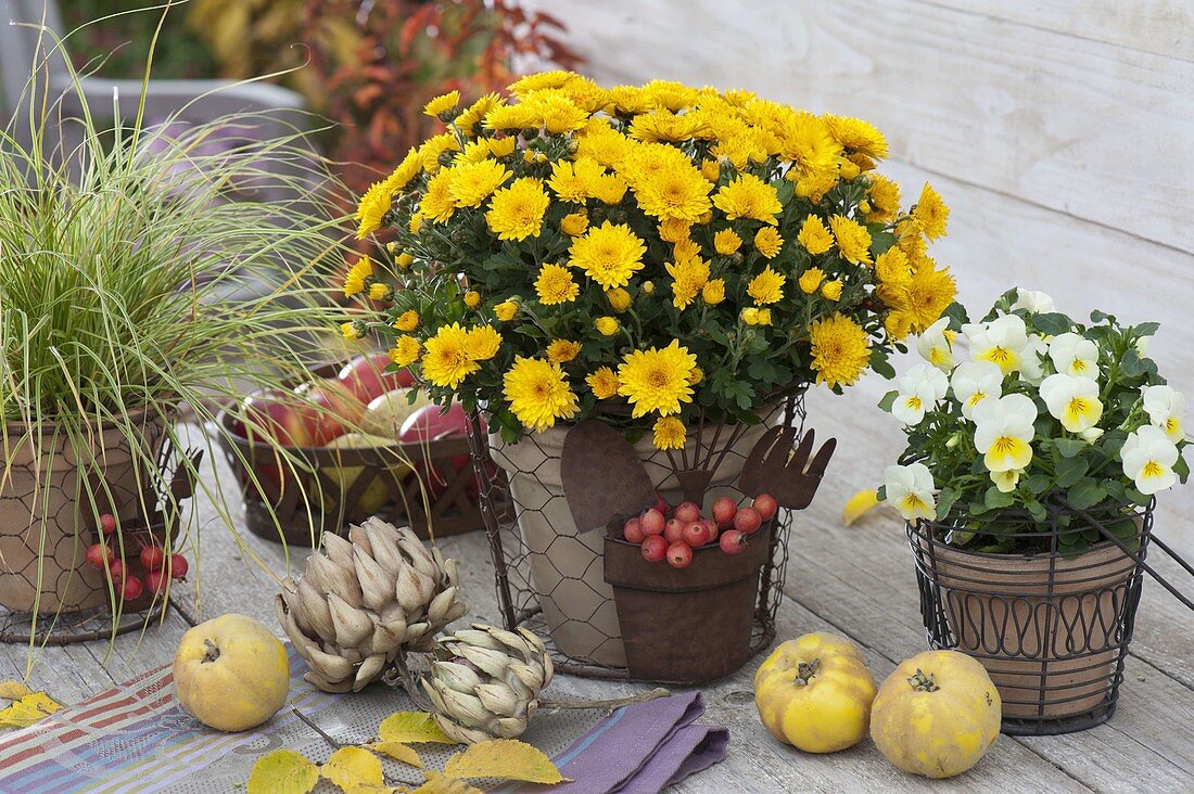 Autumnal pot group with Chrysanthemum (autumn chrysanthemum)