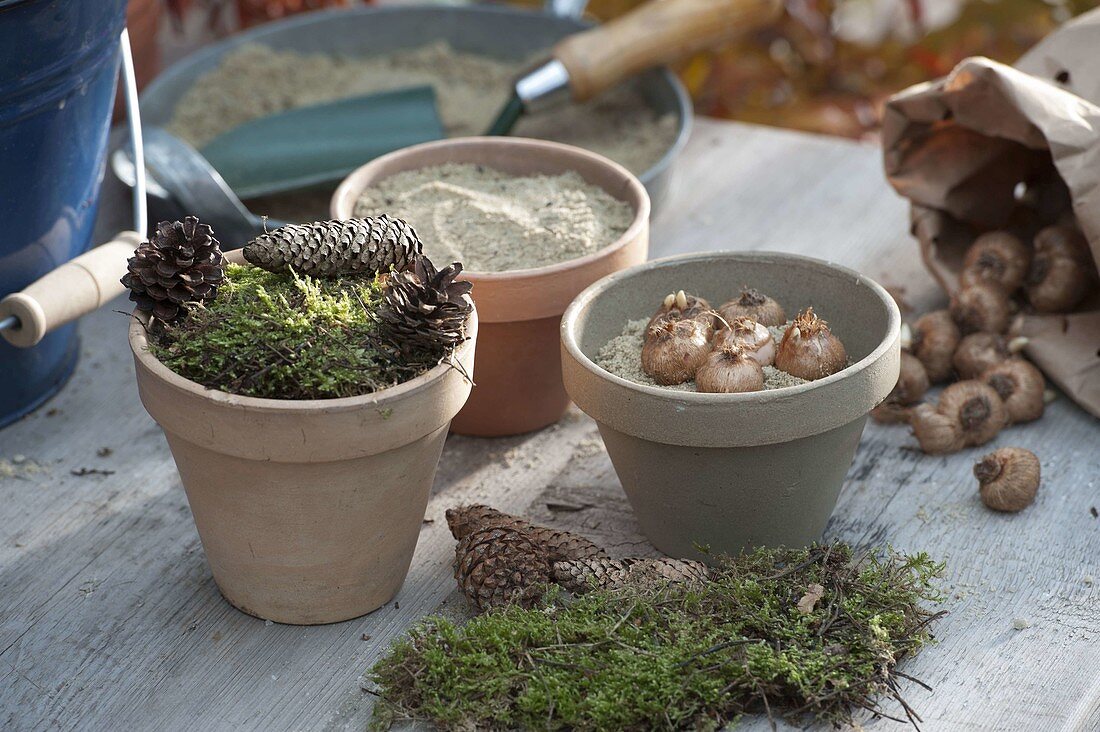 Embed bulbs of Crocus (crocuses) in sand and cover with moss