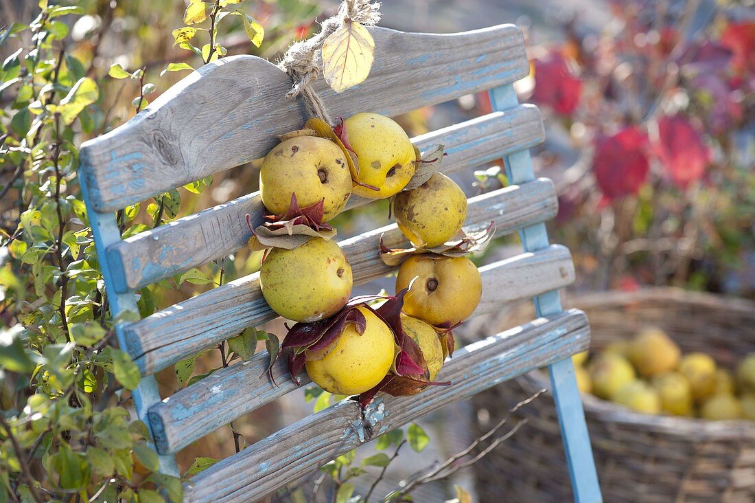 Duftender Kranz aus Chaenomeles (Zierquitten) mit Herbstlaub