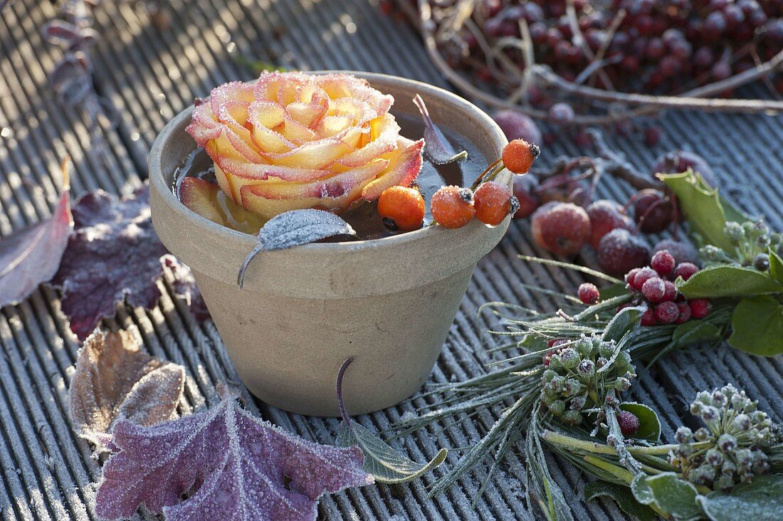 Rosa (rose - flower, rosehips and leaves) in clay pot with water