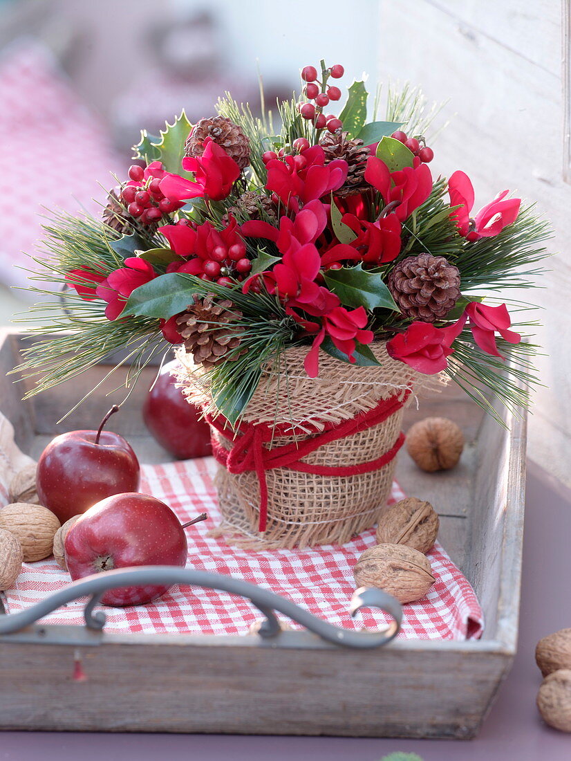 Pre-Christmas bouquet of Cyclamen, Pinus, Ilex