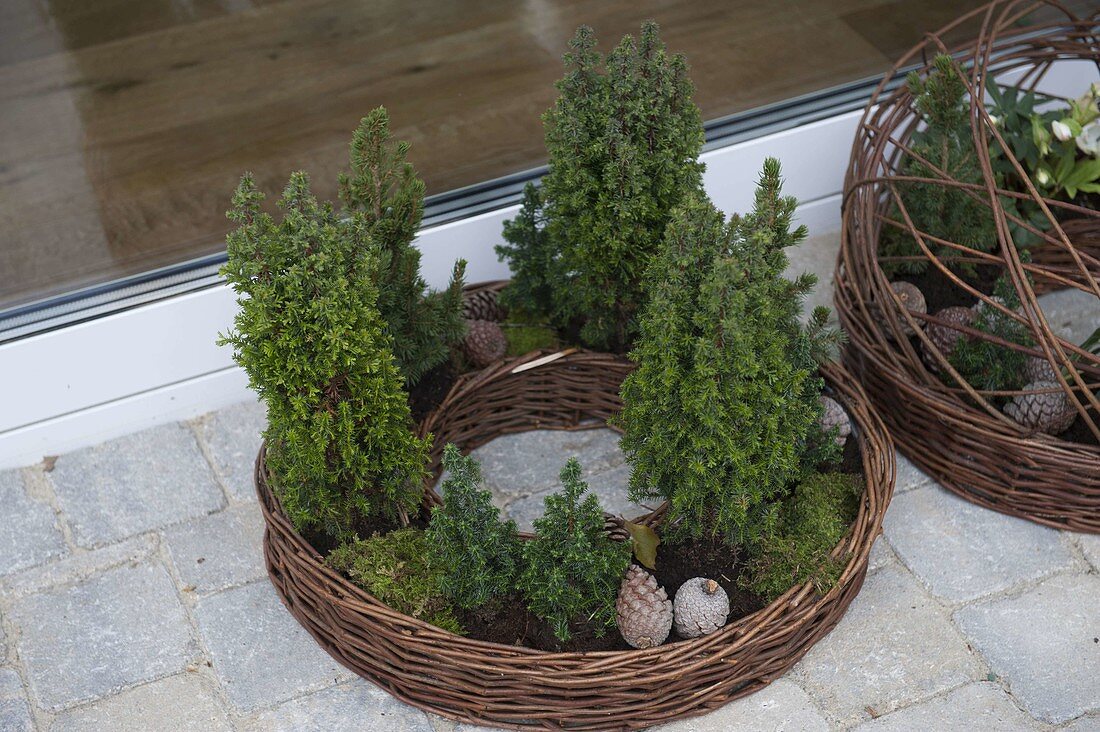 Willow ring planted with conifers