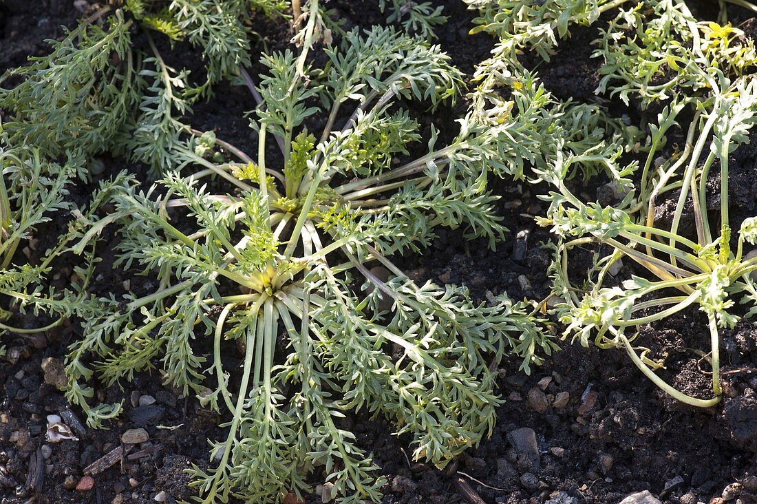 Maca-Pflanze (Lepidium peruvianum) im Garten