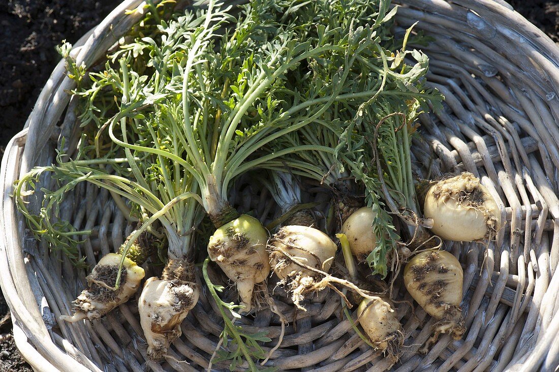 Maca plant (Lepidium peruvianum)