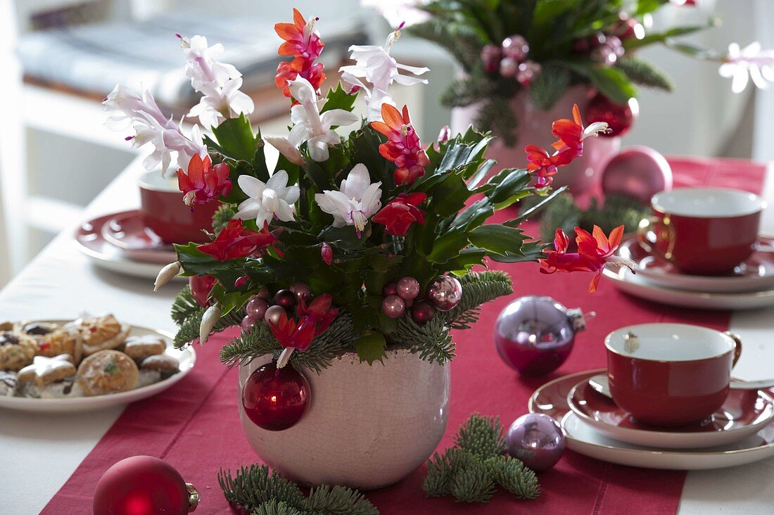 Decorated bicoloured Schlumbergera (Christmas cactus)