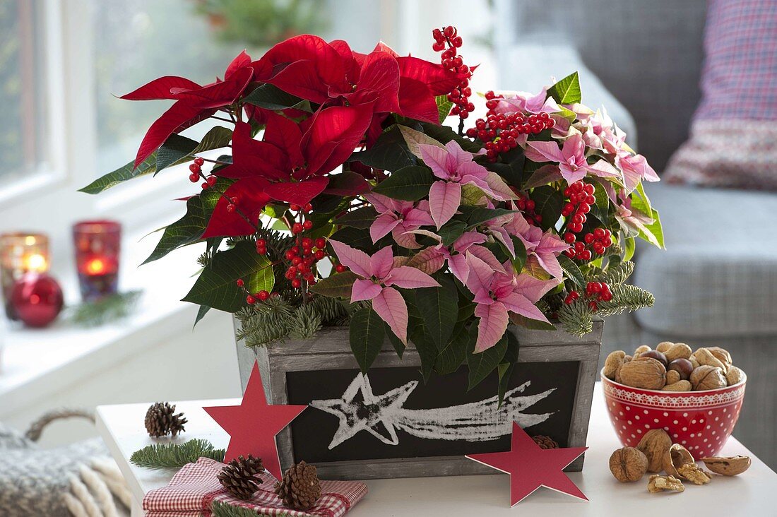 Euphorbia pulcherrima (poinsettia) decorated with holly