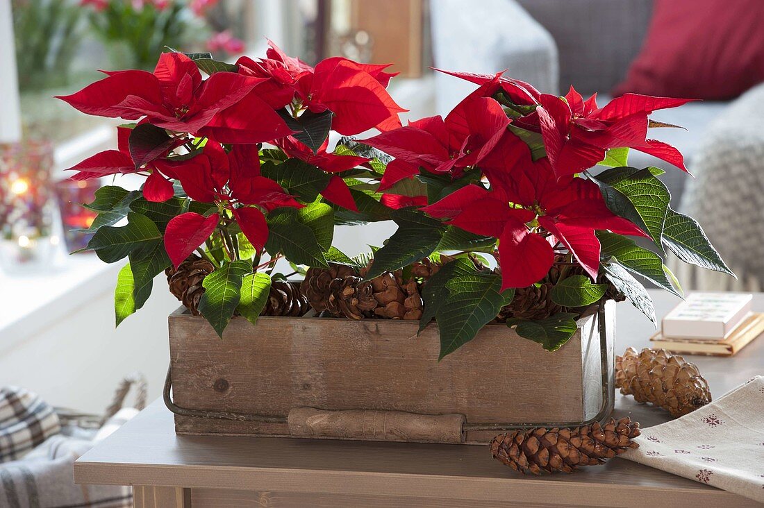 Euphorbia pulcherrima (Weihnachtssterne) in Holz-Kasten