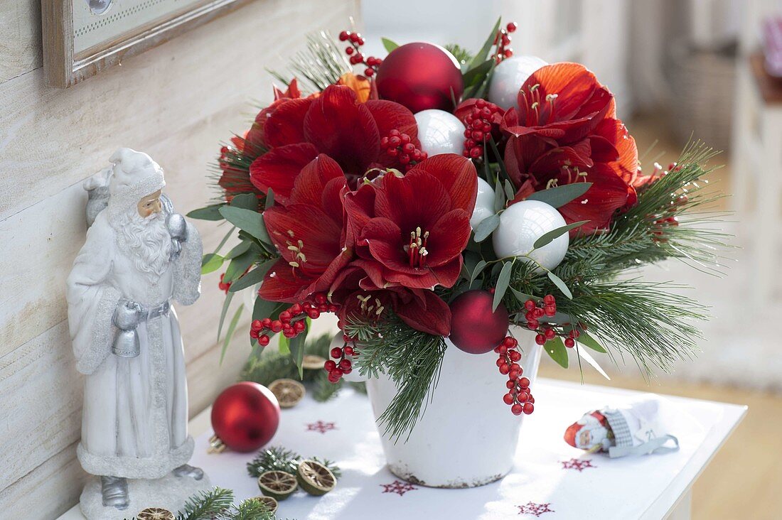 Red and white Christmas bouquet: Hippeastrum 'Red Lion' (amaryllis), holly