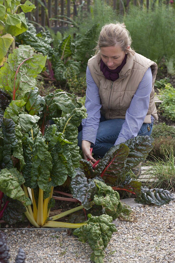 Woman harvesting chard 'Bright Lights' (Beta vulgaris), fennel (Foeniculum)