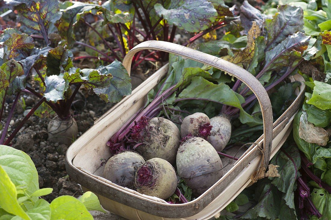 Freshly picked beetroot with and without stems and leaves