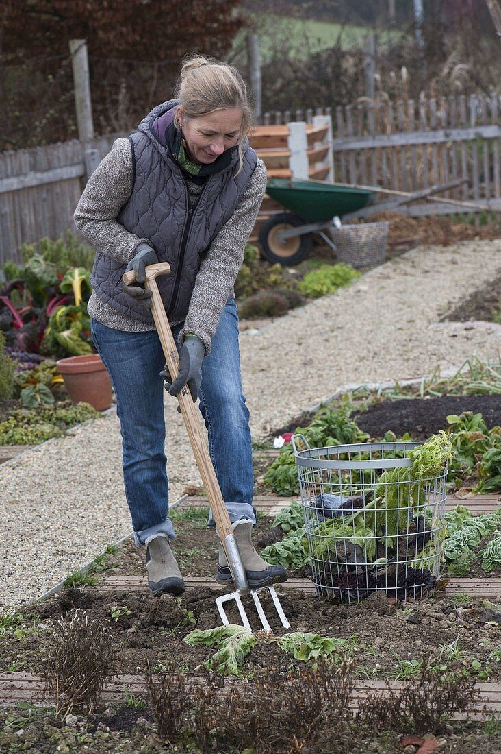 Woman digging out the last vegetables and cleaning the bed
