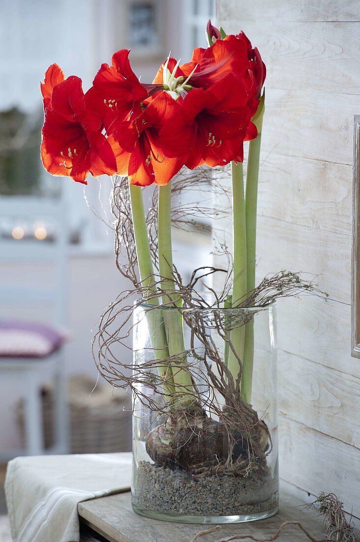 Hippeastrum 'Royal Red' (amaryllis) with branches of Euphorbia spinosa