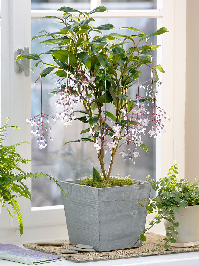 Medinilla crassata 'J' Adore Tresor ' (Medinille) am Fenster